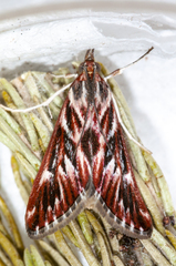 Blepharucha zaide