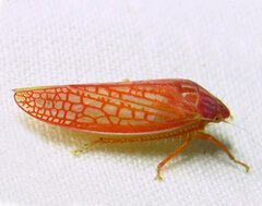 Gyponana gladia