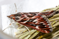 Blepharucha zaide