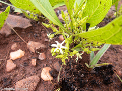 Pygmaeothamnus zeyheri