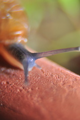 Eopolita protensa