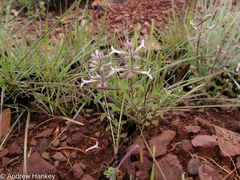 Syncolostemon pretoriae