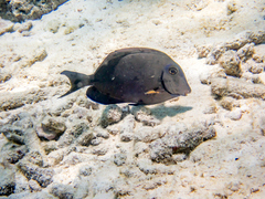 Acanthurus tractus