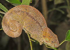 Calumma crypticum