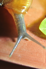 Eopolita protensa