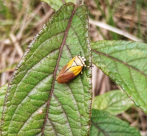 Monecphora machadoi