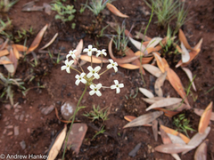 Kohautia amatymbica