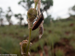 Spilostethus rivularis