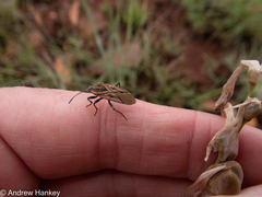 Spilostethus rivularis