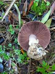 Agaricus brunneolus