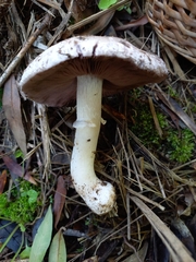 Agaricus brunneolus
