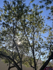 Melaleuca citrina