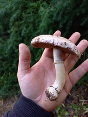 Agaricus brunneolus
