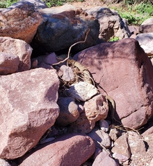 Crotalus molossus molossus