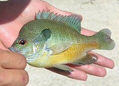 Lepomis aquilensis