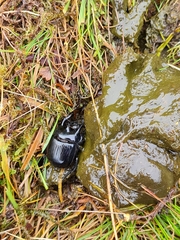 Typhaeus typhoeus