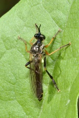 Dioctria rufipes