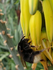 Bombus terrestris canariensis