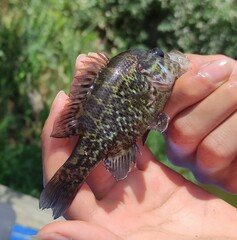Lepomis gulosus