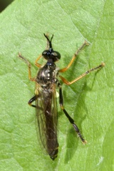 Dioctria rufipes