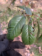 Prunus avium