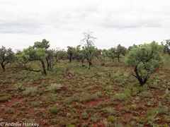 Protea caffra caffra