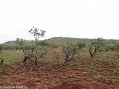 Protea caffra caffra