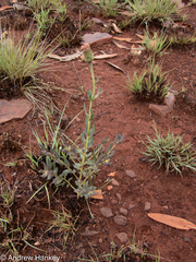 Pseudopegolettia tenella