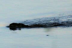 Ondatra zibethicus