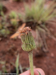 Pseudopegolettia tenella