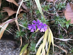 Phlox subulata