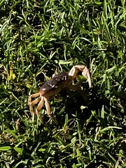 Gecarcinus lateralis