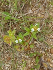 Richardia brasiliensis
