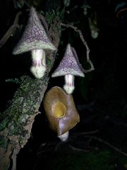 Aristolochia rethyae