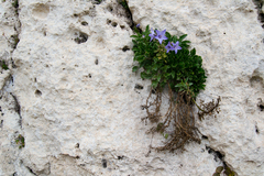Campanula versicolor tenorei