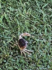 Gecarcinus lateralis