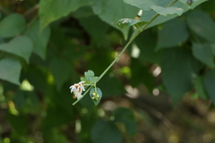 Nyctanthes arbor-tristis