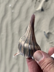 Sinistrofulgur pulleyi