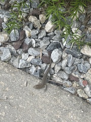 Cnemidophorus arubensis