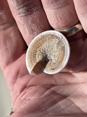 Architectonica nobilis