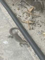 Cnemidophorus arubensis