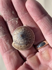 Architectonica nobilis