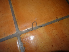 Tantilla hobartsmithi