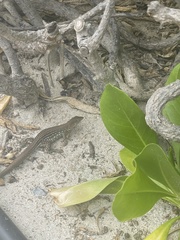 Cnemidophorus arubensis