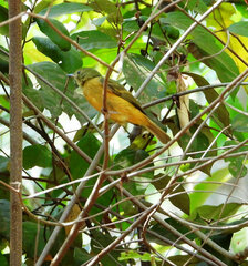 Mionectes oleagineus