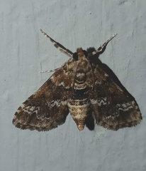 Lepidoptera