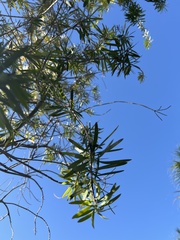 Melaleuca citrina