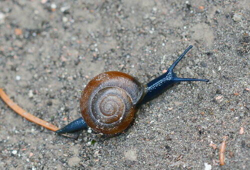 Oxychilus mingrelicus