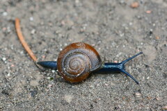 Oxychilus mingrelicus