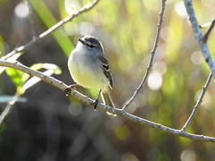 Serpophaga griseicapilla